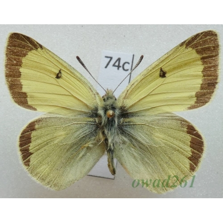 Colias marcopolo Grum-Grshimailo, 1888 male Tadjikistan74c